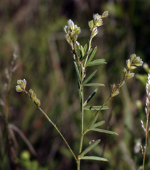 Lespedeza leptostachya