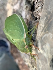 Cystosoma saundersii