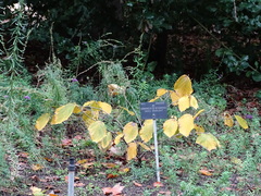 Hamamelis × intermedia