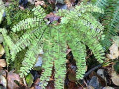 Adiantum aleuticum aleuticum