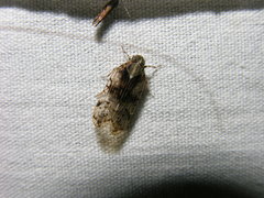 Melanoliarus placitus