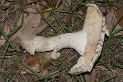 Amanita mutabilis