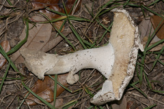 Amanita mutabilis