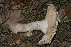 Amanita mutabilis
