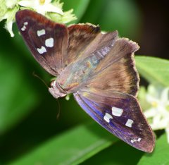 Polygonus leo arizonensis