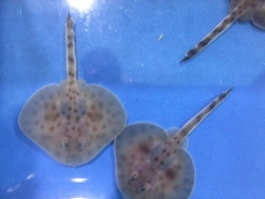 Shorttail Fanskate photo 5