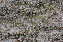 Lecanora horiza