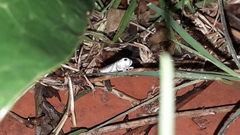 Tretogonia