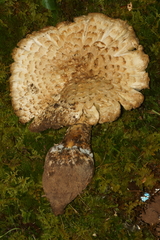 Amanita microlepis
