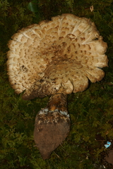 Amanita microlepis