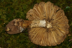 Amanita microlepis