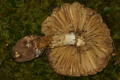 Amanita microlepis