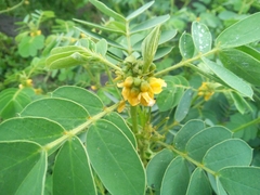 Senna uniflora