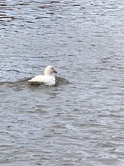 Anser anser domesticus