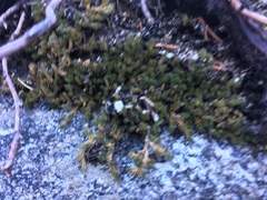 Selaginella densa scopulorum