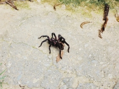 Xenesthis intermedia