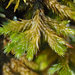 Fan Moss - Photo (c) klips, some rights reserved (CC BY-NC)