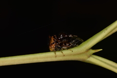 Cyphonia clavigera