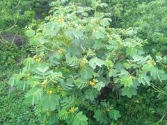 Senna uniflora