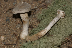 Amanita longipes