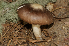 Amanita morrisii