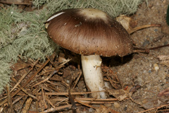 Amanita morrisii