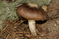 Amanita morrisii