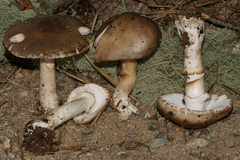 Amanita morrisii