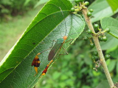 Anisoscelis foliaceus