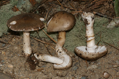 Amanita morrisii