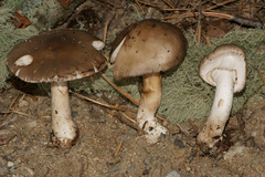 Amanita morrisii