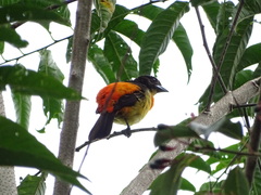 Ramphocelus flammigerus flammigerus