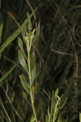 Baccharis spicata