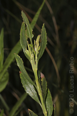Baccharis spicata