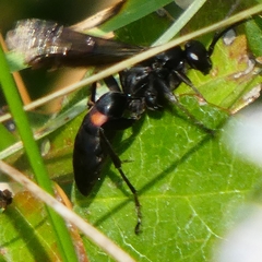 Entomobora