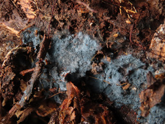 Byssocorticium atrovirens