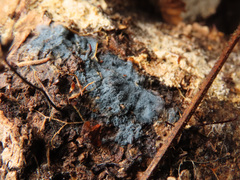 Byssocorticium atrovirens