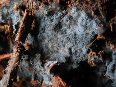 Byssocorticium atrovirens