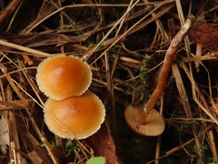 Galerina pumila