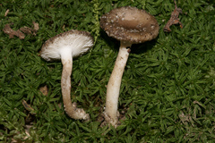 Amanita virginiana