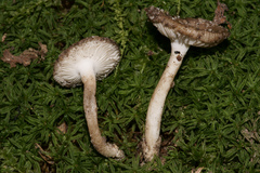 Amanita virginiana