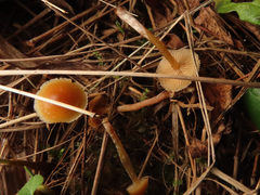 Galerina pumila
