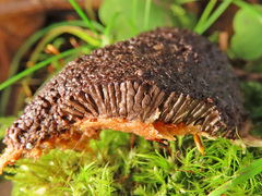 Siphoptychium violaceum