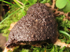 Siphoptychium violaceum