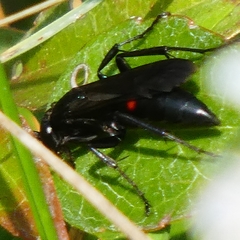 Entomobora