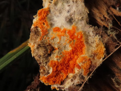 Leucogyrophana mollusca