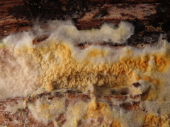 Leucogyrophana mollusca