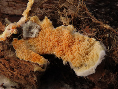 Leucogyrophana mollusca