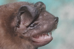 Alvarez's Free-Tailed Bat photo 2