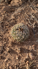 Coryphantha compacta